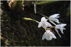 Coelogyne breviscapa